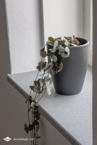 Hangplanten in huis - Ceropegia Woodii (Chinees lantaarnplantje)