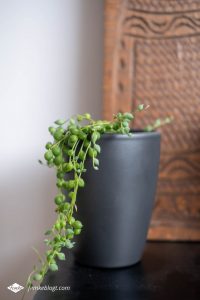 Hangplanten in huis - Senecio Rwoleyanus (erwtenplantje)