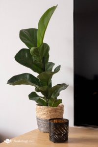 Kleine planten in huis - Ficus Lyrata (vioolbladplant)