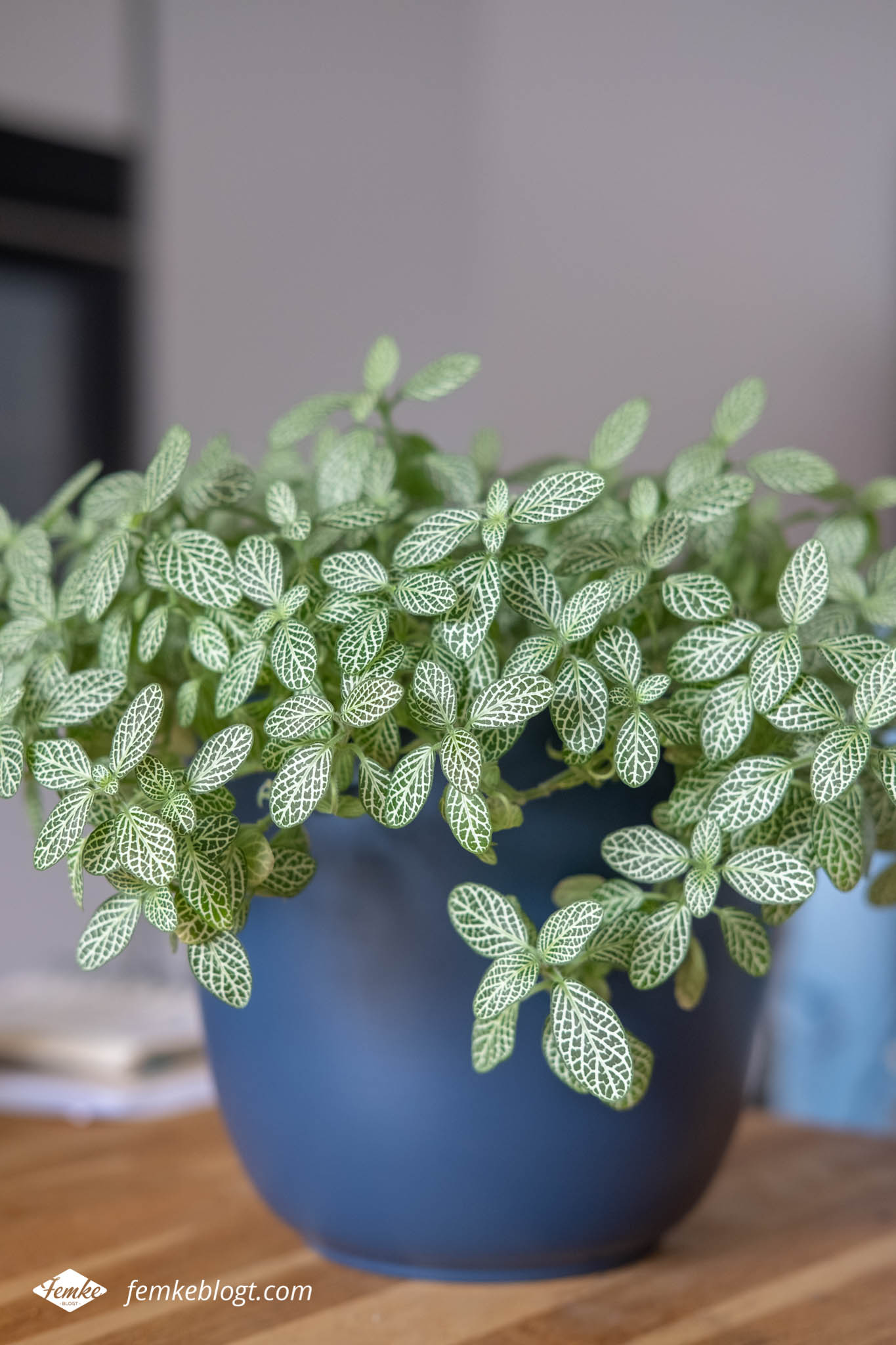 Verbanning scheuren naaimachine 11x Inspiratie voor de leukste planten in huis – Femke blogt